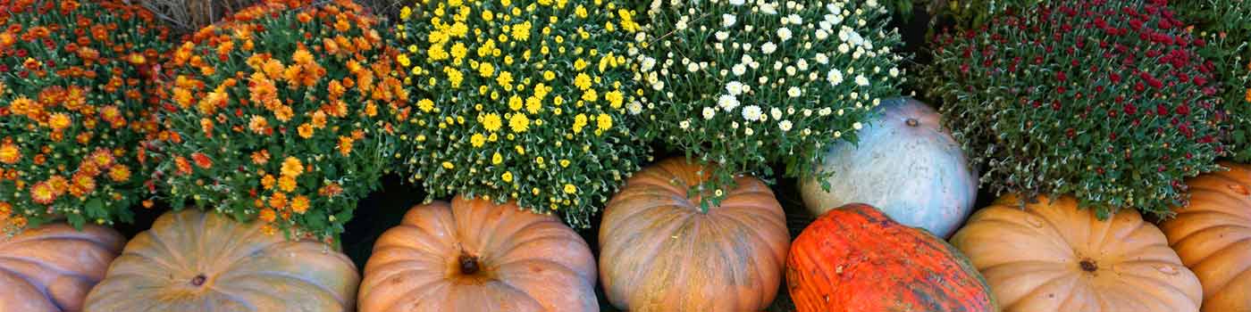 Row of various size pumpkins with potted fall mums in background.