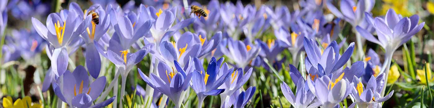 Field of crocuses with bees.